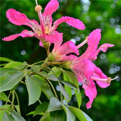 二人麻将下载手机版